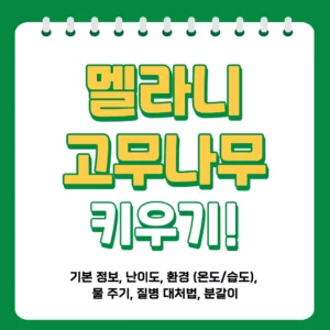 플랜티의 멜라니 고무나무 키우기